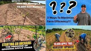 Root Stock To Apple Trees: 2024 Growing Season In One Video!!!