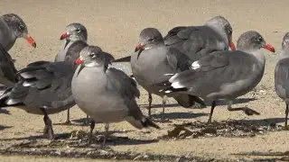 Heermann's Gulls - 4K