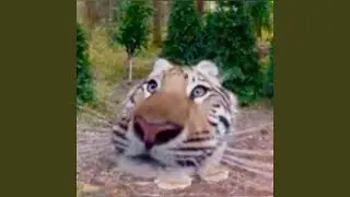 OUT A ZOO
