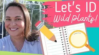 Let's ID Wild Plants! Identifying weeds and wild flowers in Phoenix // Sonoran Desert Wildlife Flora