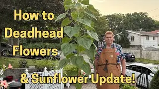 How to Deadhead Flowers and How to Care for Sunflowers!