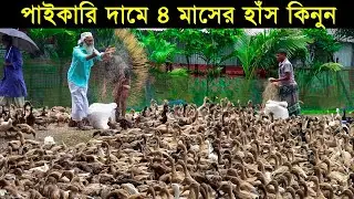 হাঁসের খামারে প্রতারণা করা হয় যে ভাবে! পাইকারি দামে ৪ মাসের হাঁস কিনুন।Duck Farming