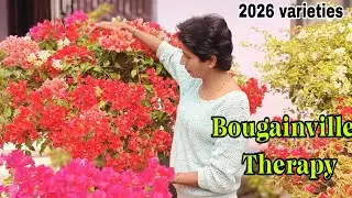 Bougainvillea Therapy | Bougainvillea Varieties of JANUARY 2026