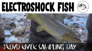 See what turned up in the electroshock fish survey on the Provo River
