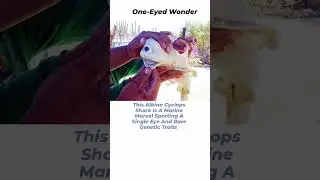 Extreme Rare One Eyed Shark Spotted #shorts #viralshorts #viralvideo #facts #trending