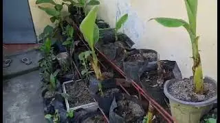 Agriculture: Lacatan Banana Tissue Culture