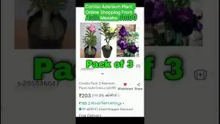 Adenium Plant  From Meesho Plant Review🤎👌#review #unboxing #adenium #meeshofinds #viralvideo