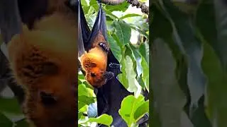 Bat Sounds   &ndash; Spinosha TV | #shorts #animals
