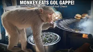 Monkey Eats Gol Gappe! || 😋🐒 #monkey #Golgappe #animal