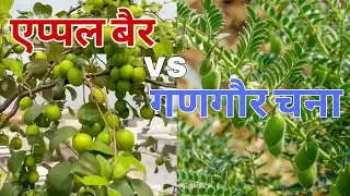 एप्पल बैर vs गणगौर चना 💯🔥🔥💯  TheGreenFarmer || KargwalAppleBer @mgRJ31aala