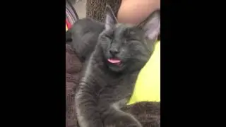 Kitten Suckling Air
