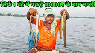 Amazing Net Fishing Videos | Baam Fish Catching In Nets | Baam Fishing In India | Kanu From YD |