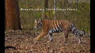 Moments from a South Indian Jungle