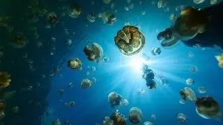 Top 5 Extreme Places To Dive