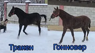 Тракен менен Ганновер тел:+996-500-47-94-55 /+996-505-55-20-03  Оспурум тайлар Россиядан келди. 