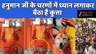Bijnor Viral Dog Video : श्वान..अन्न-जल त्यागकर भक्ति में लीन! | Latest News | Hindi News | Zee MPCG