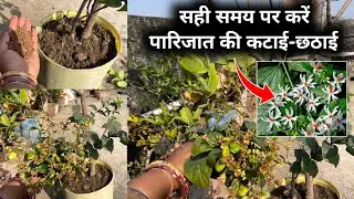 Right time to prune Parijat-Harsingar plants