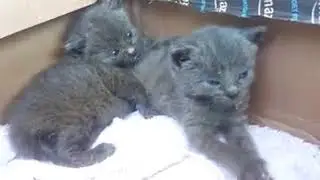 Hello World