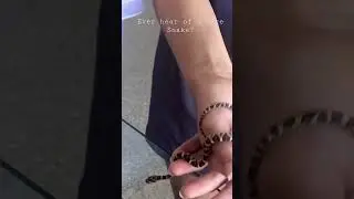 Ever see a Lyre Snake before?