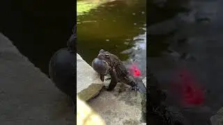 American toad calling 3 #herpetology #conservation #wildlife #frog #pets #nature #wildanimals