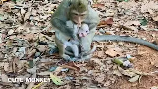 Why Layla monkey  bits her baby ? Lola cry loud and run to back her mum.