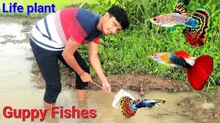 Aquarium Guppy Fish and life Plant Hunting || Guppy fish Catching || Village Vlog