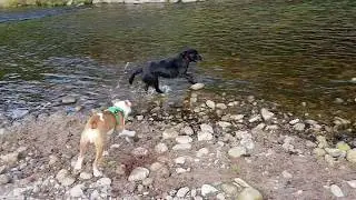 Renascence Bulldog vs Black Labrador at a River | AIDEN