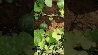 Morning Garden Harvest to Train Journey  A Simple Day Vlog#GardenHarvest#MorningRoutine#TrainJourney