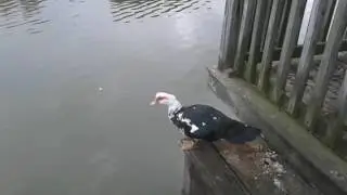 Muscovy ducks flying