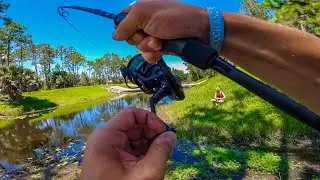 MONSTER Bass in TINY Roadside Pond in Florida!! - Smooch and Release