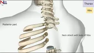 Thorax in Hindi | The Skeletal System | Nursing Lecture