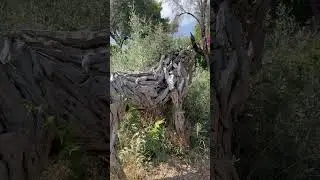 Тут лошадь выросла