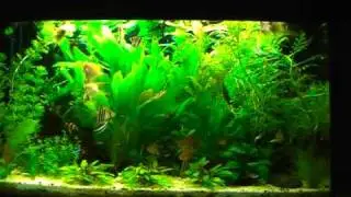 Overstocked