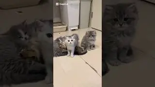 Cute Billi meow meowing#cat#kitten#kitty#cute#cats#funnycats#funny #cute#ytshorts#viral#shorts