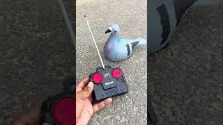Новый пульт дистанционного управления Paro | RC Bird