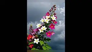 Beautiful Flowers 💐🌼