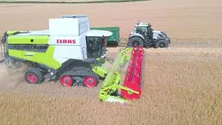 Claas Lexion 5500 TT and Convio 770 cutting Winter Barley. Harvest 2021