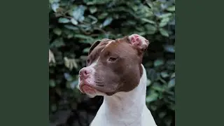 Spacious Moods for Calming Your Puppy