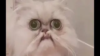 The Ugliest Cat