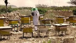 Can Ethiopia make a beeline to successful honey export business?