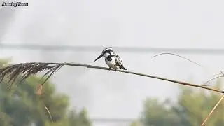 Pied kingfisher (Ceryle rudis) Perch on the Tree branch instead of keep busy in catching fishes.