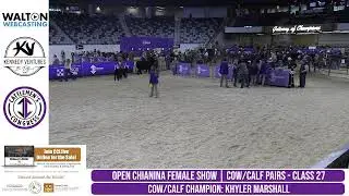2026 Cattleman's Congress - All-American Point Junior Chianina Heifers, Open Chianina Heifers