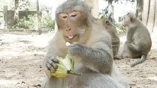 Poorest Father Monkey Charlie Eat Lotus At Evening,Oldest Monkey So hungry food, Looks very poor