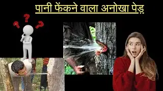 पानी फेंकने वाला आनोखा पेड़ | facts| Terminalia tomentosa tree| water tree | spotlight | vills&maahi.