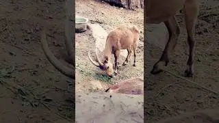 Ibex Eating Snake #reels #ibex #snake #fight