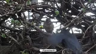 Blackbird fledglings leaving the nest!