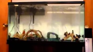 Goldfish Intro