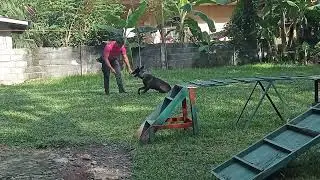 Basic Obedience Training Tutorial, 2 weeks update kay Belgian Malinois Zeus.