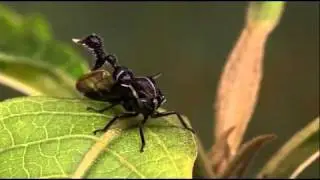 ALIENS Ch17.mp4