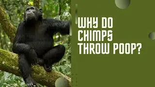 Why Do Chimpanzees Throw Poop?